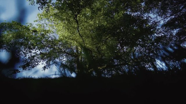 Low shot of a tree with grass shadows moving through