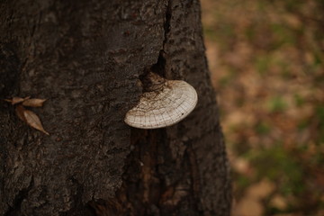 さるのこしかけ