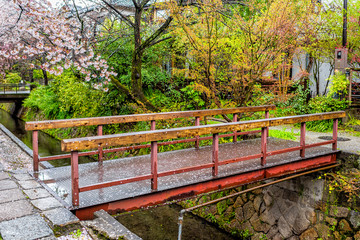 Kyoto, Japan cherry blossom pink sakura flower petals fallen on ground in spring in famous Philosopher's path garden park by river bridge and nobody