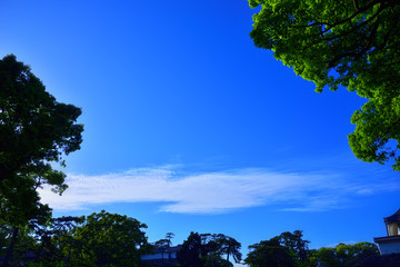 Obraz premium 澄んだ青空とシルエットの木々