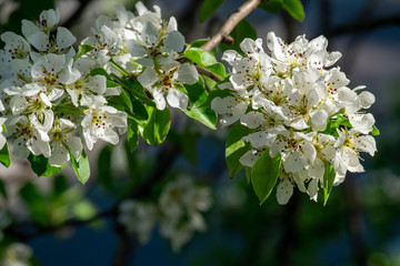 apple tree branch with flowers