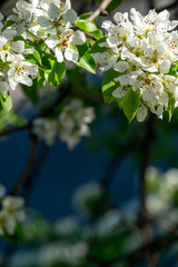 apple tree branch with flowers