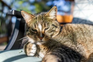 Fototapeta premium Cute sleepy calico tabby cat face lying down in shadow on chair on back in outside outdoors garden on sunny day with sunlight