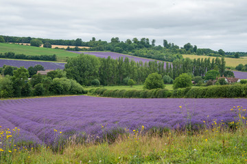 Fields of Lavender near Shoreham,Kent,UK