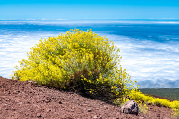 Ein gelb blühender Strauch der Teiderauke auf Teneriffa