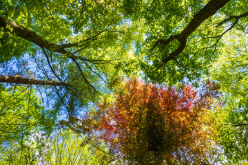 Forest scene with green and red beech trees
