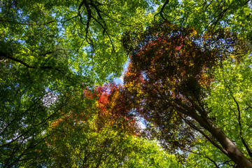 Forest scene with green and red beech trees
