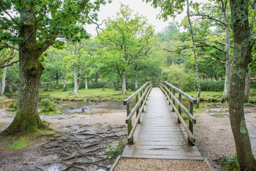 A small footbridge called Puttles bridge crosses Ober water in the New Forest