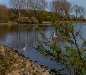 Fischreiher an der Schlei