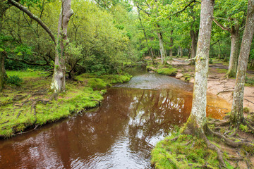 Fototapeta na wymiar The small river Ober Water flows through the New Forest near Brockenhurst
