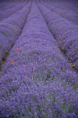 Plakat Row of Lavender in the fields near Shoreham,Kent,UK.