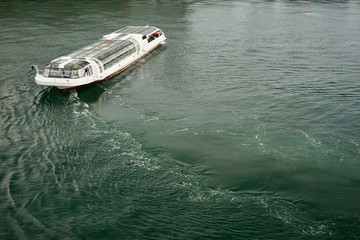 Fototapeta premium 横浜のシーバス 