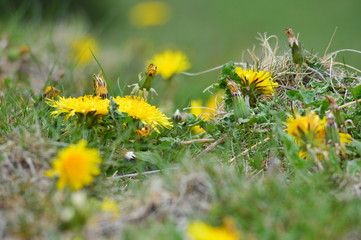 Beautiful yellow spots in a sunny meadow
