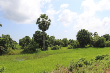 Obraz premium Rizière à Battambang, Cambodge