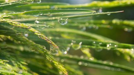 Green grass in nature with raindrops