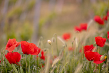 poppies are happy to wave in the wind in thenitalian countryside