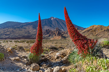Blick auf den Gipfel des Teide-Vulkans durch zwei Natternkopf-Blüten 