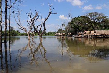 Arbres mort d'un lac &agrave; Battambang, Cambodge