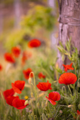 poppies are happy to wave in the wind in thenitalian countryside