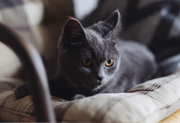 very cute gray cat with golden eyes