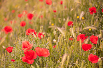 poppies are happy to wave in the wind in thenitalian countryside