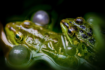 Frog in water. Two breeding male pool frog (Pelophylax lessonae) with vocal sacs on both sides of mouth in vegetated areas.