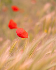 poppies are happy to wave in the wind in thenitalian countryside