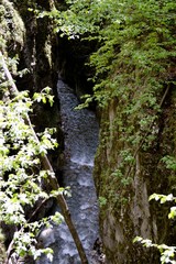 Remote river in the forest