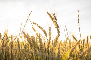Obraz premium Campo de cereales al amanecer con luz dorada