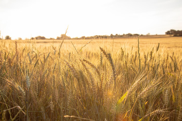 Obraz premium Campo de cereales al amanecer con luz dorada