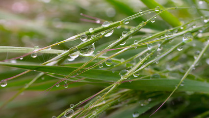 Green grass with raindrops, summer outdoors. 