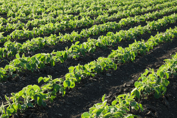 Agriculture, green cultivated soybean plants in field, spring time, selective focus