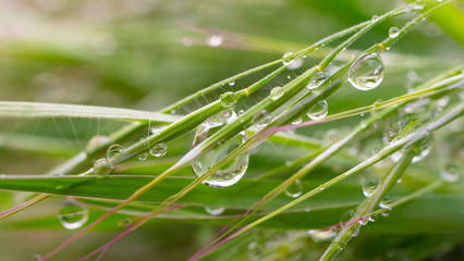 Green grass in nature with raindrops