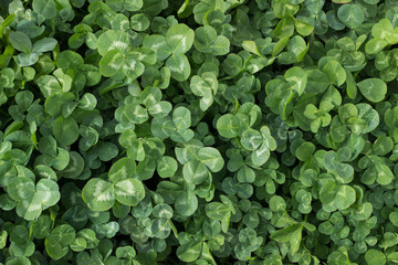 green background of clover
