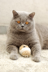 Fluffy grey cat