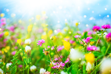 Fototapeta na wymiar Wildflowers against a blue sky in sunny day