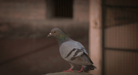 pigeon on the wall