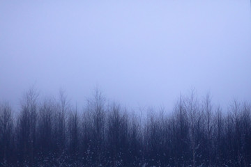 Foggy forest in a gloomy landscape