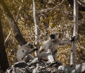 monkeys in the jungle