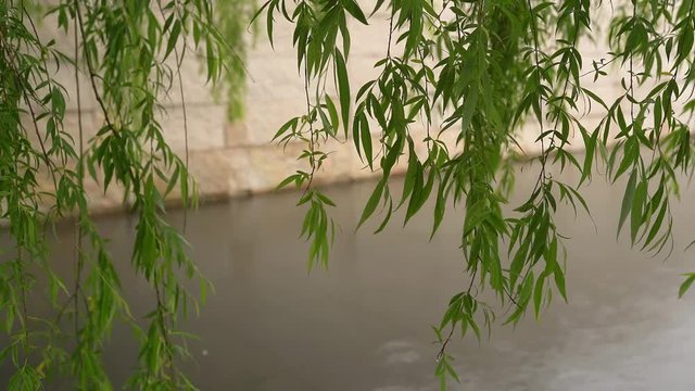 Hanging leaves blowing by the breeze wind (120fps conformed to 60fps)