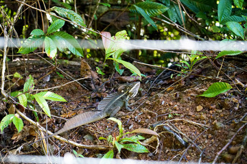 Common basilisk lizard - Basiliscus basiliscus