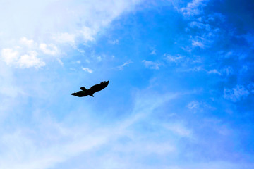 Hawk silhouette flying in hunting search