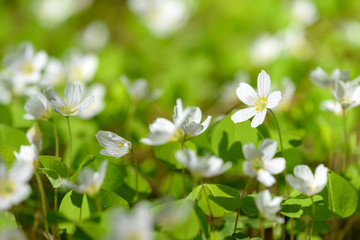 Oxalis articulata or acetosella. Medicinal wild blossoming wood sorrel herb. Grass with white, pink or yellow flowers growing in the forest or glade. Healthy plant used as food and drink ingredient.