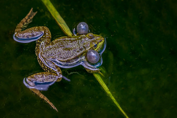 Frog in water. Two breeding male pool frog (Pelophylax lessonae) with vocal sacs on both sides of mouth in vegetated areas.
