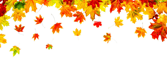 Colorful autumn leaves isolated on white background