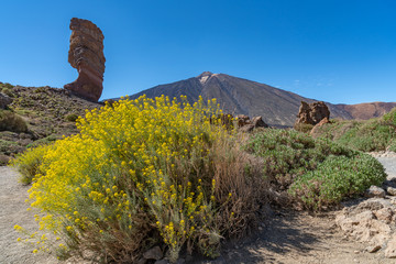 Frühling in der Kraterlandschaft des Teide-Vulkan auf Teneriffa