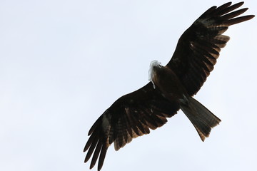 かぜをひいたトンビ