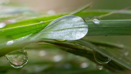 Fototapeta premium Raindrops on the grass. Nature