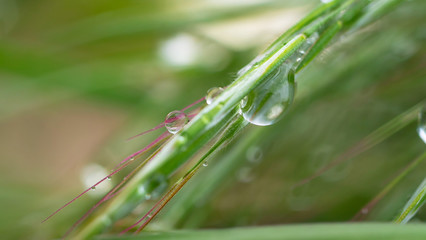 Raindrops on the grass. Nature