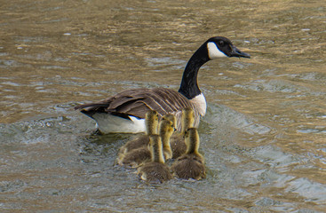 canada goose family